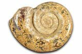 Jurassic Ammonite (Hemilytoceras) Fossil - Madagascar #349160-1